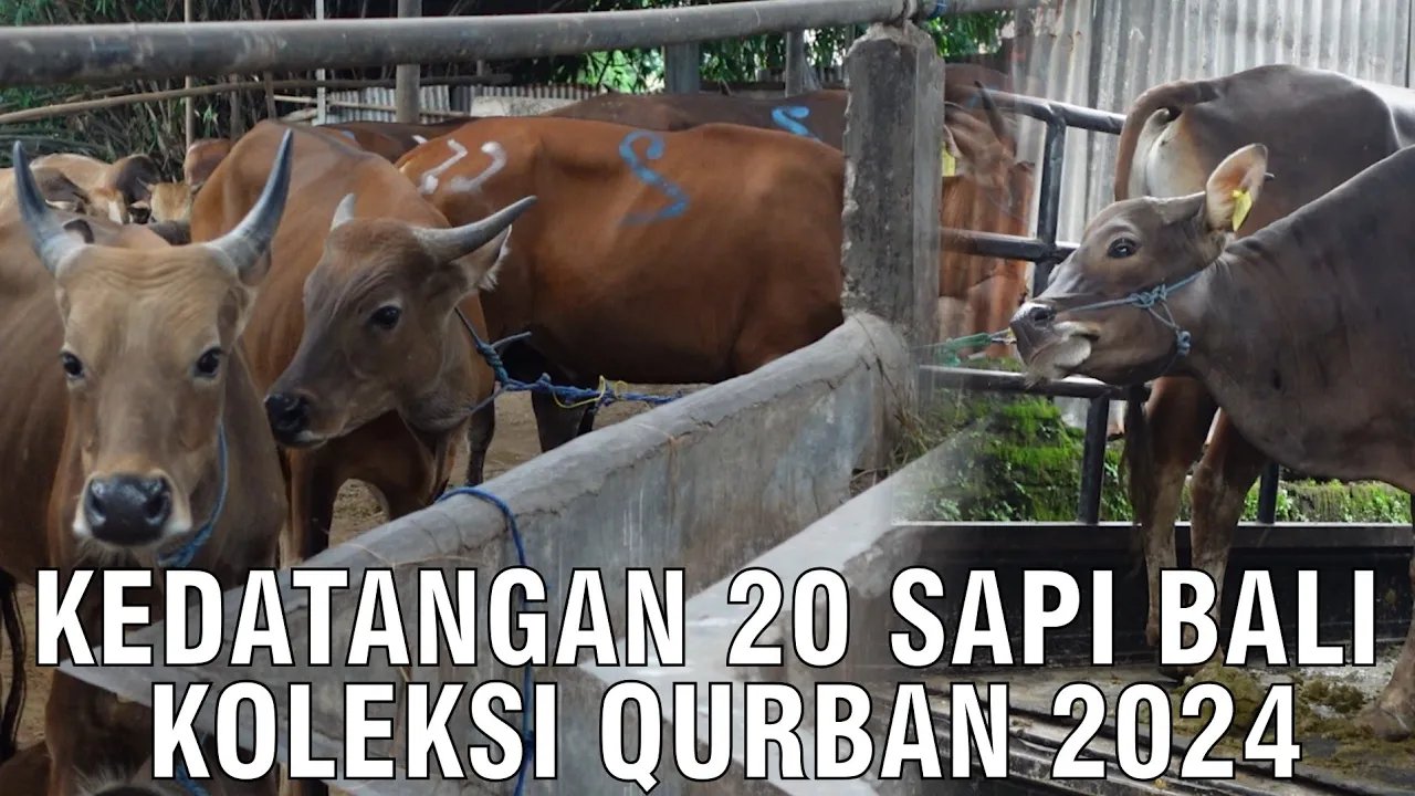 
                                 Kedatangan-20-Sapi-Bali-Koleksi-Qurban-2024